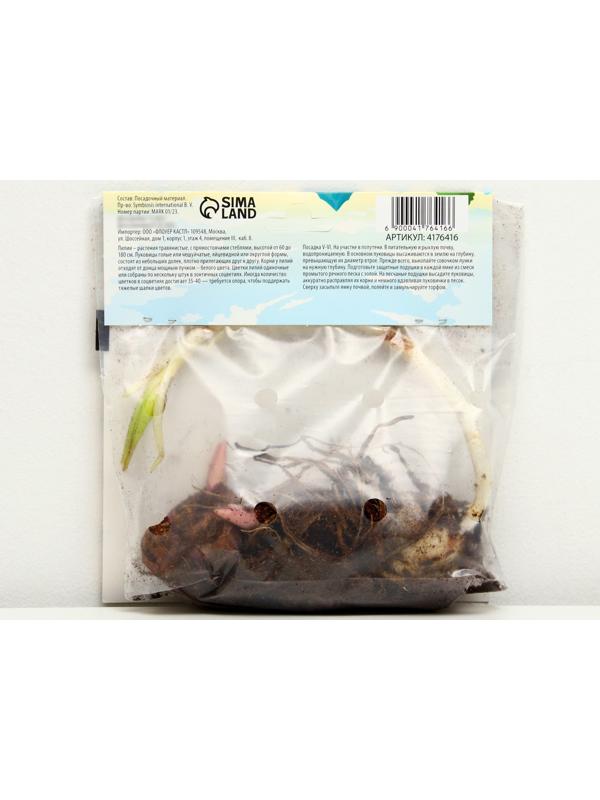 Лилия Многоцветная 