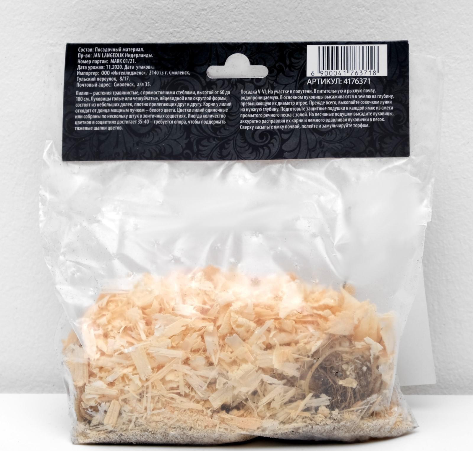 Лилия Азиатская 