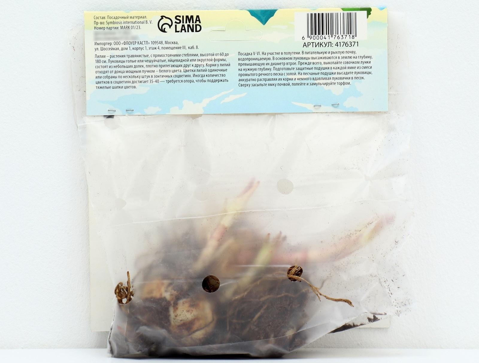 Лилия Азиатская 