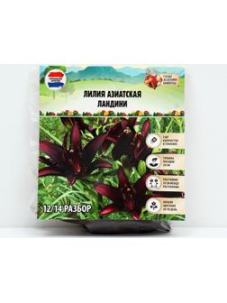 Лилия Азиатская 