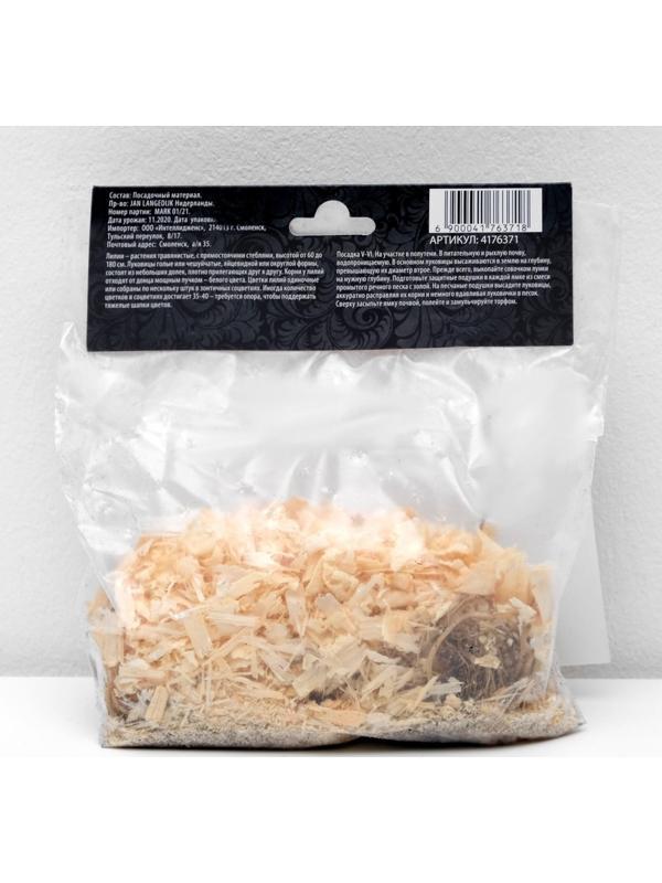 Лилия Азиатская 