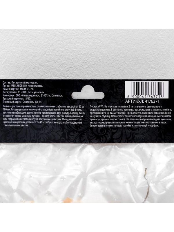 Лилия Азиатская 