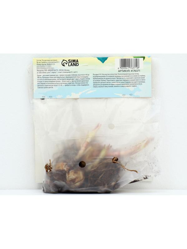 Лилия Азиатская 