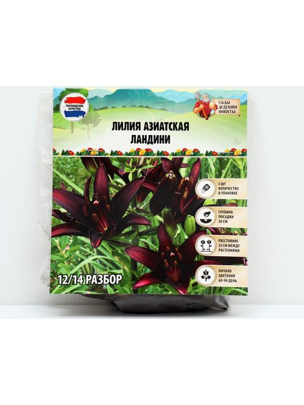 Лилия Азиатская 