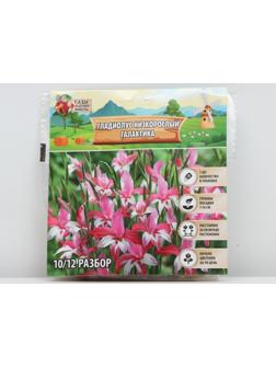 Гладиолус Низкорослый 