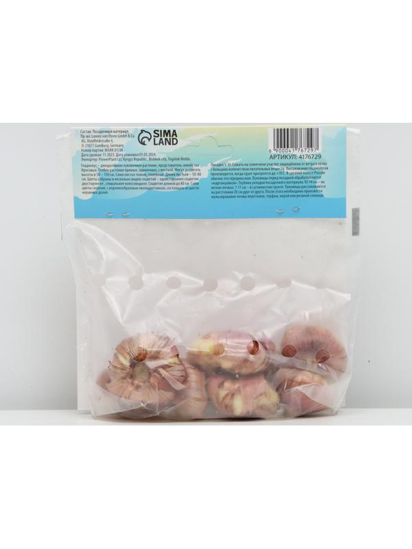 Гладиолус Низкорослый 