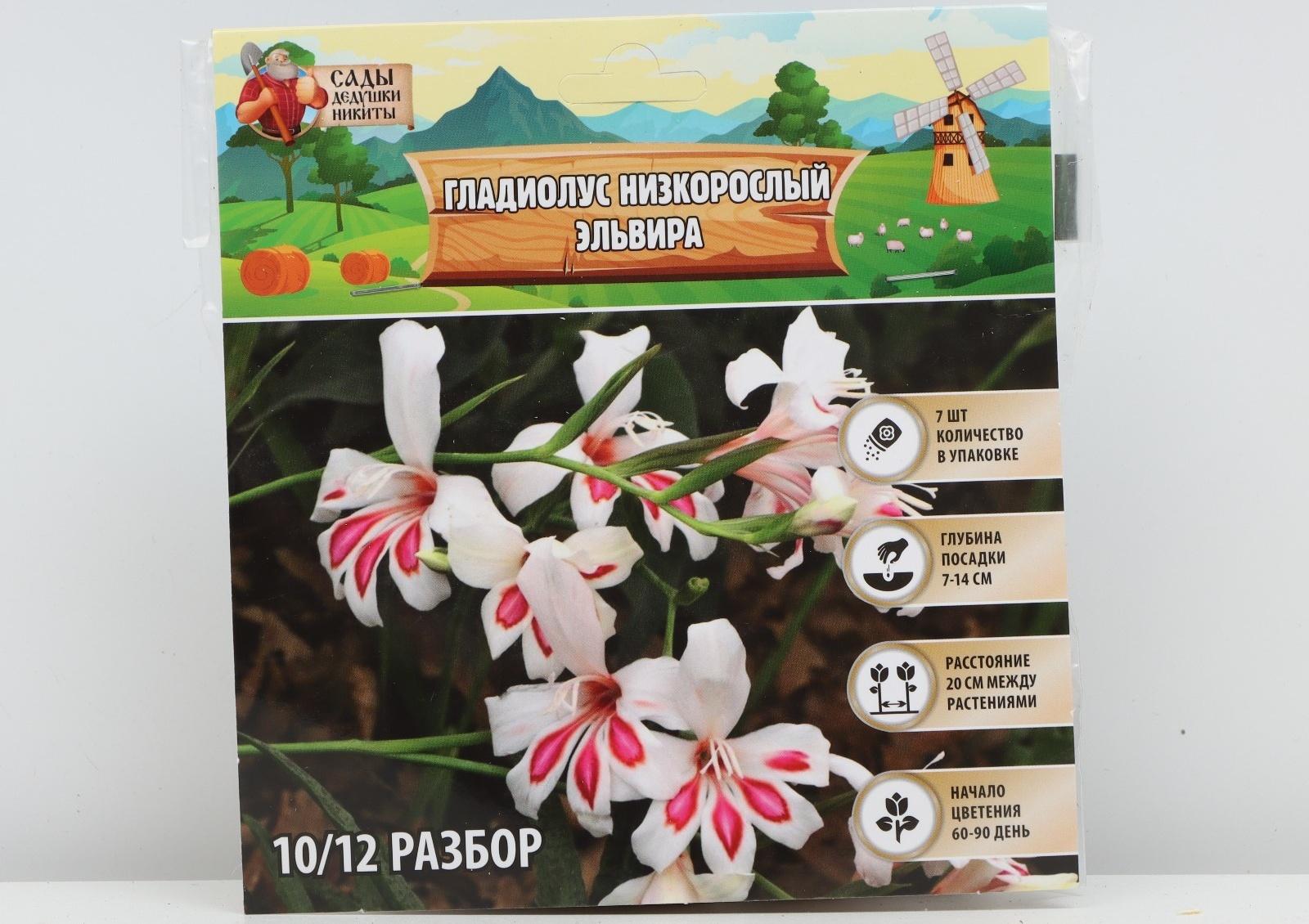 Гладиолус Низкорослый 