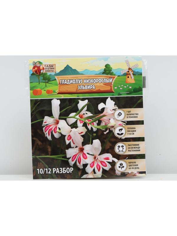 Гладиолус Низкорослый 