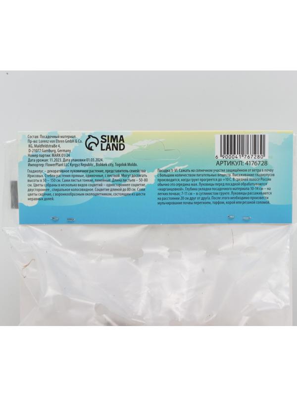 Гладиолус Низкорослый 