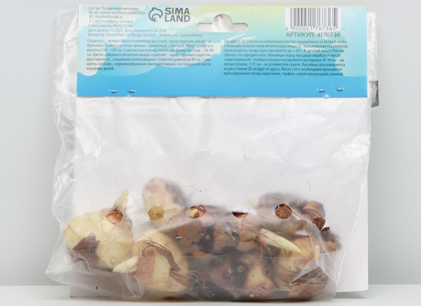 Гладиолус Низкорослый 