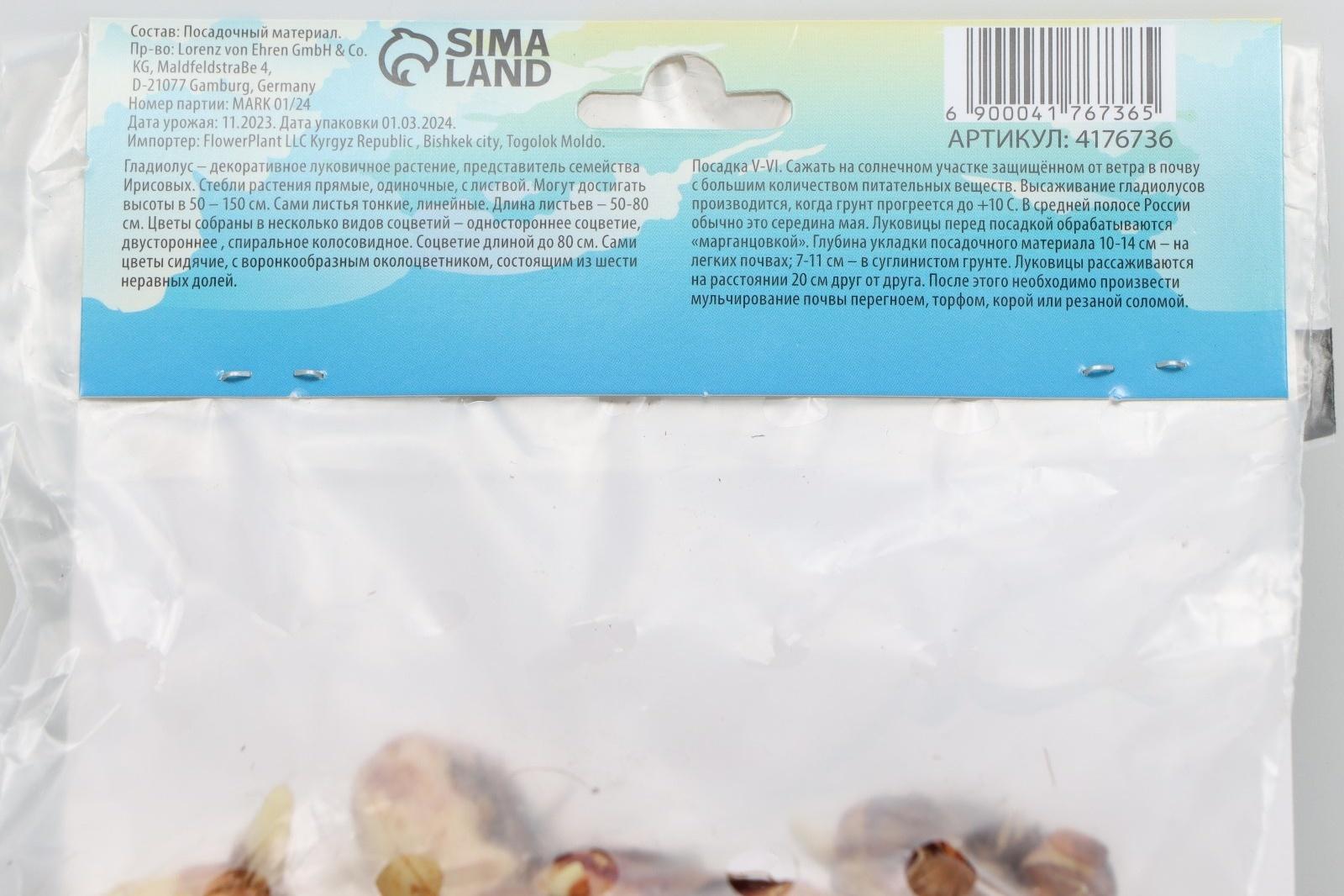 Гладиолус Низкорослый 