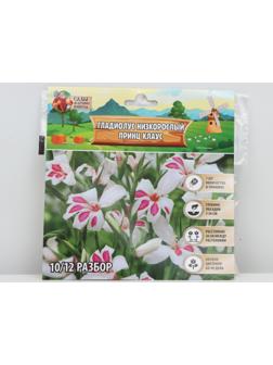 Гладиолус Низкорослый 