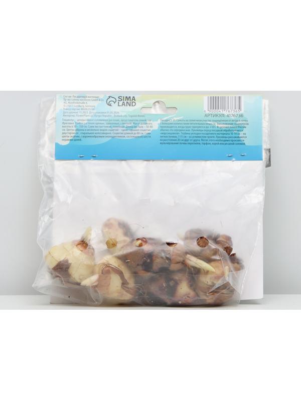 Гладиолус Низкорослый 