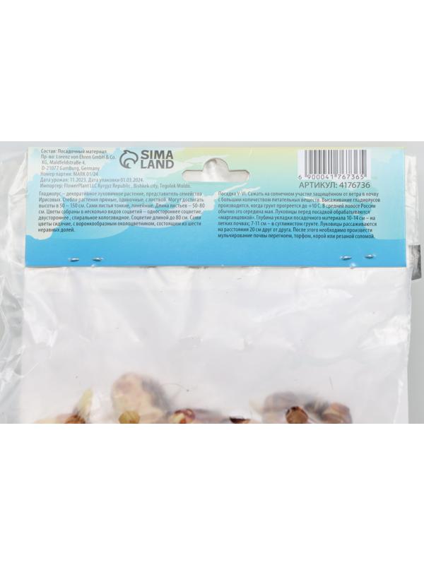 Гладиолус Низкорослый 