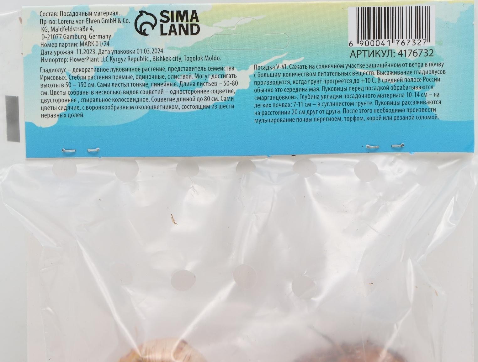 Гладиолус Низкорослый 