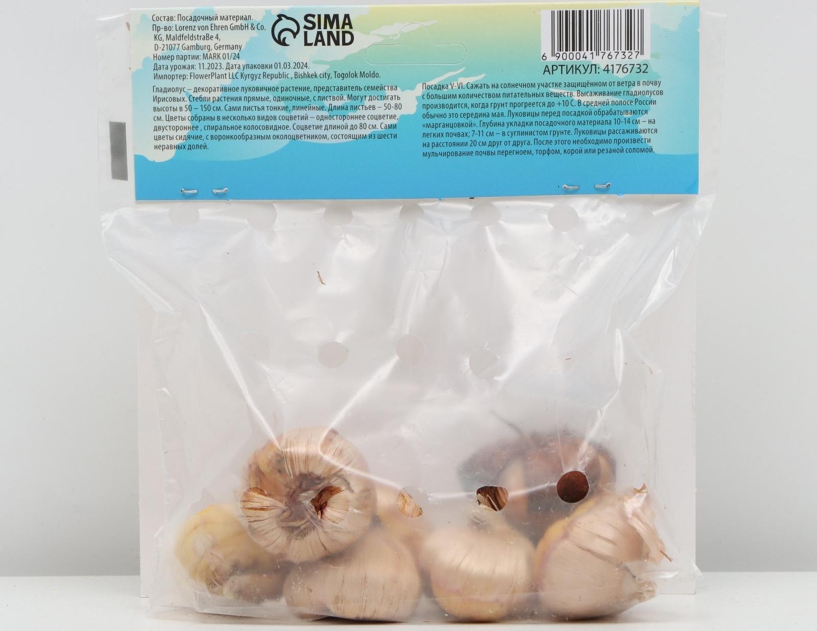 Гладиолус Низкорослый 