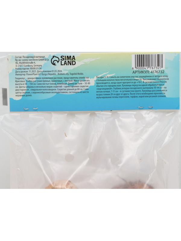 Гладиолус Низкорослый 