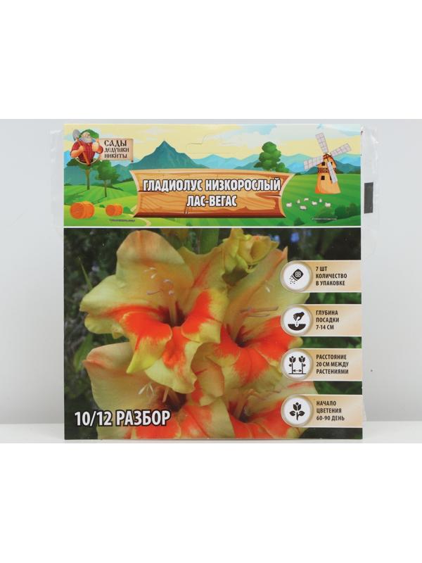 Гладиолус Низкорослый 