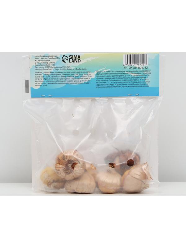 Гладиолус Низкорослый 