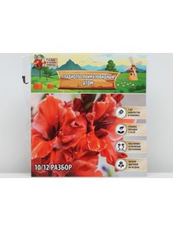 Гладиолус примуловидный 