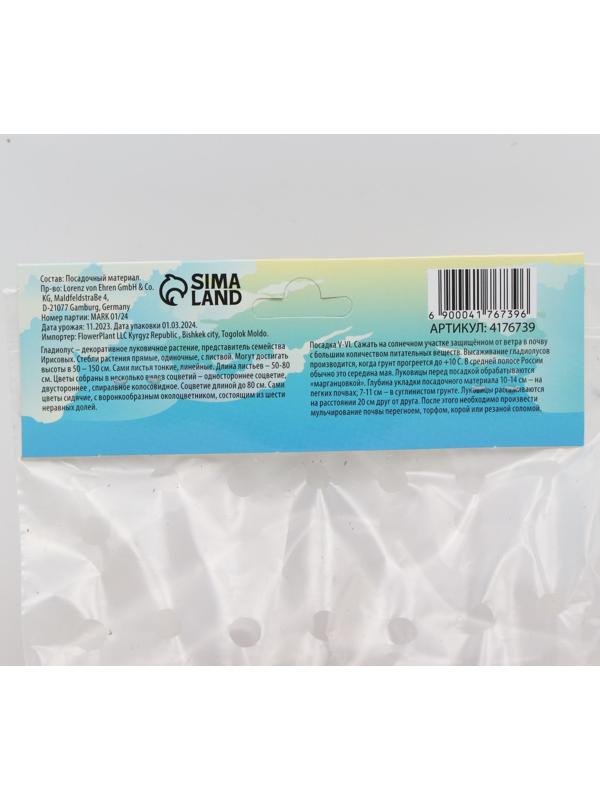 Гладиолус примуловидный 