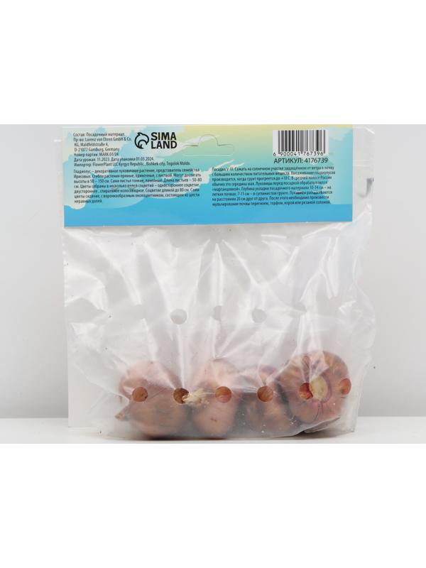 Гладиолус примуловидный 