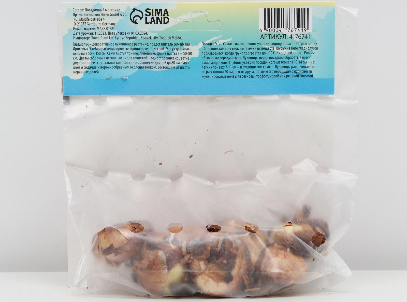 Гладиолус Тубергена 