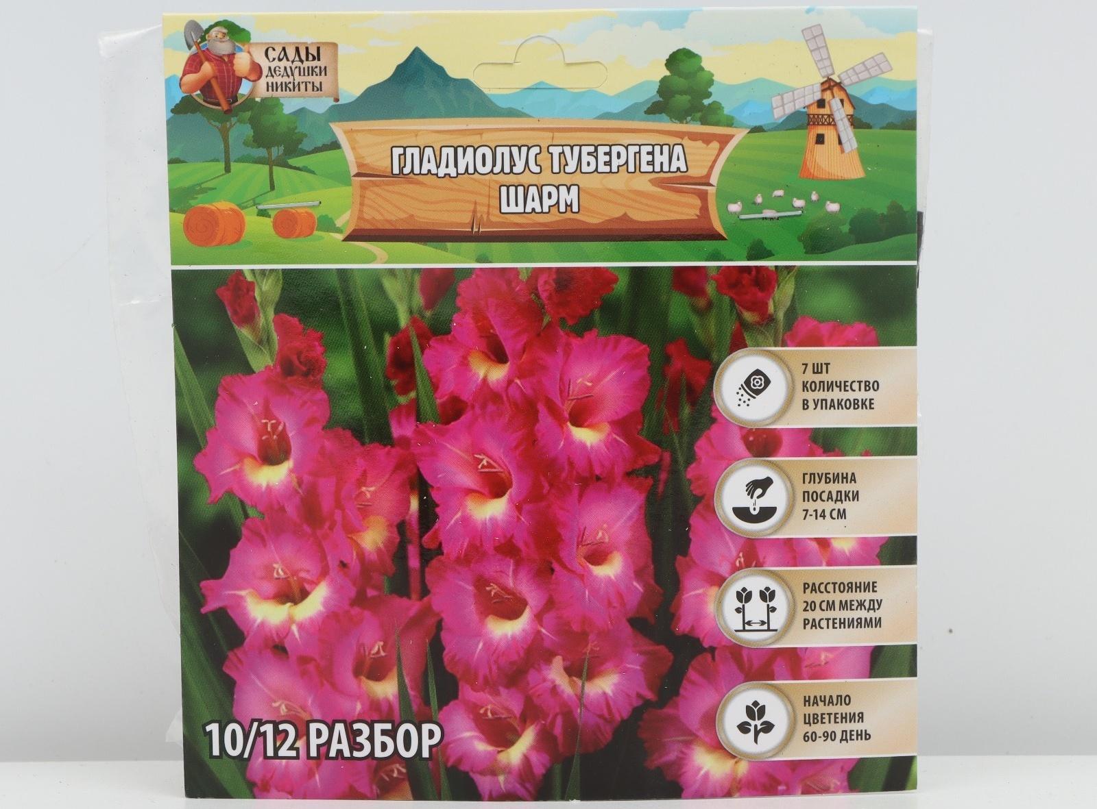 Гладиолус Тубергена 