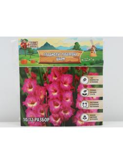 Гладиолус Тубергена 