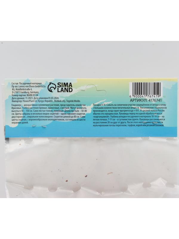 Гладиолус Тубергена 