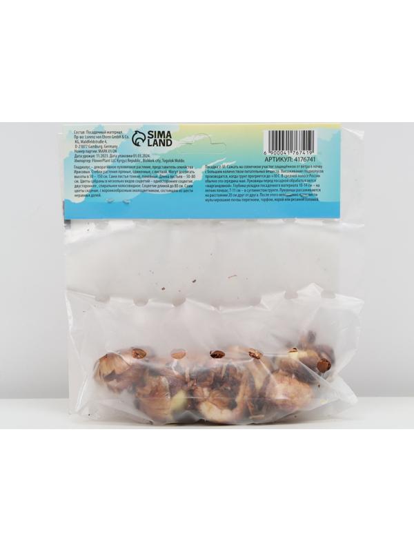 Гладиолус Тубергена 