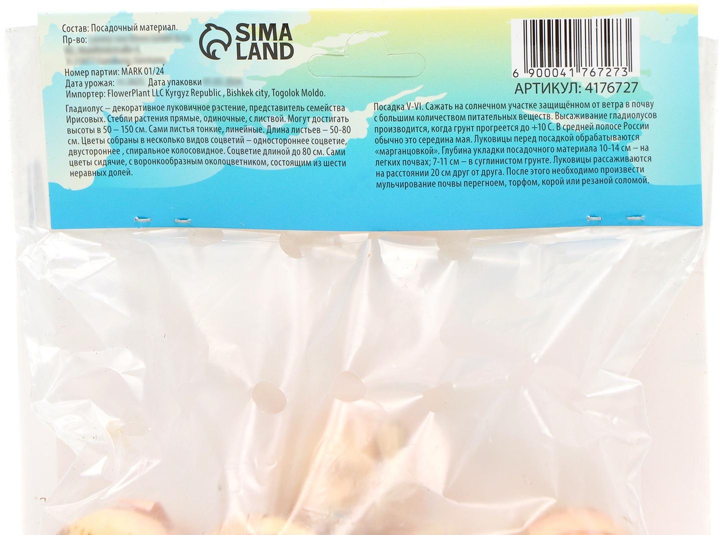 Гладиолус Низкорослый 