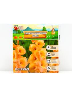 Гладиолус Низкорослый 