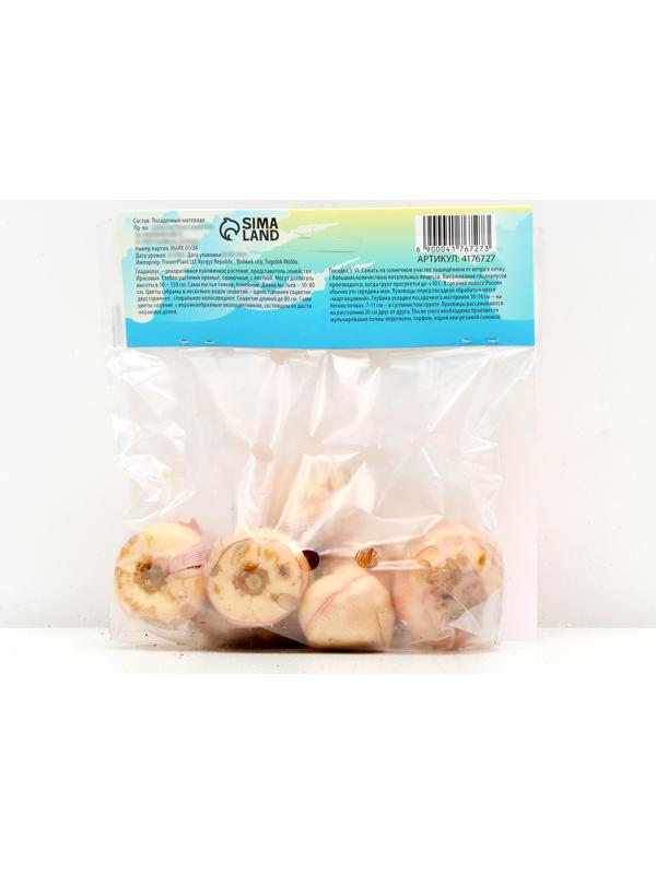 Гладиолус Низкорослый 