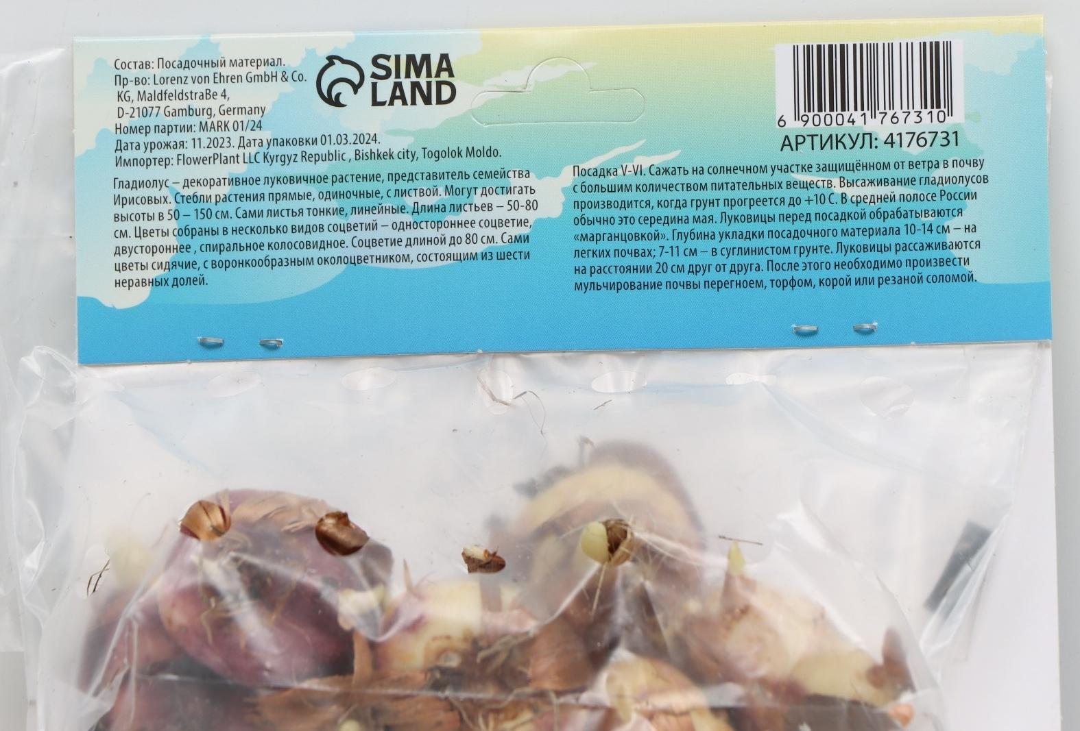 Гладиолус Низкорослый 