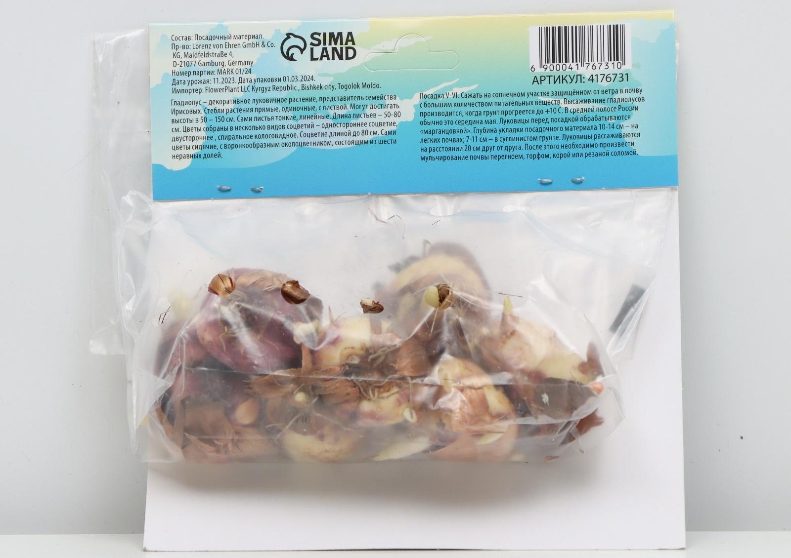 Гладиолус Низкорослый 