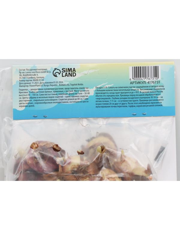 Гладиолус Низкорослый 