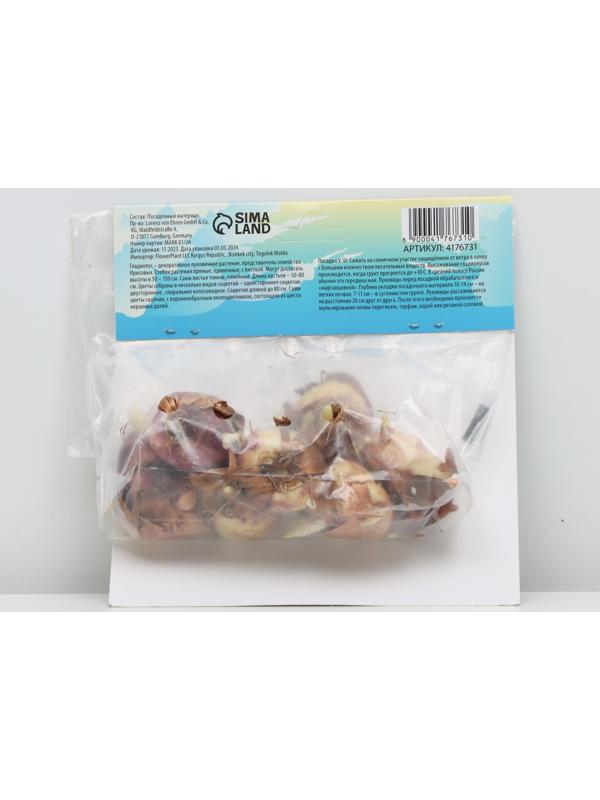 Гладиолус Низкорослый 