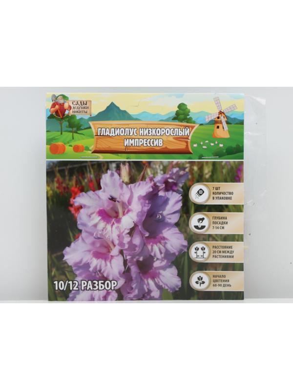 Гладиолус Низкорослый 