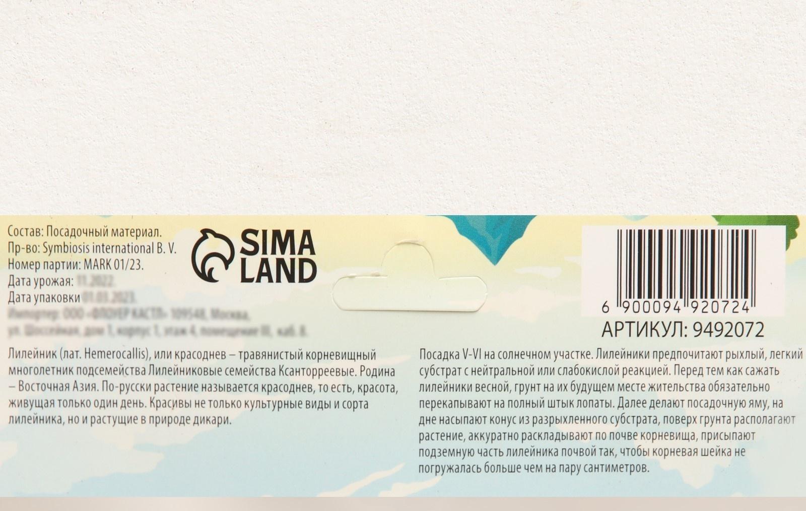 Георгина Помпонная 