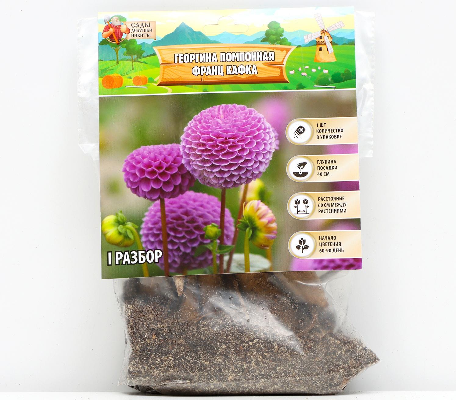 Георгина Помпонная 