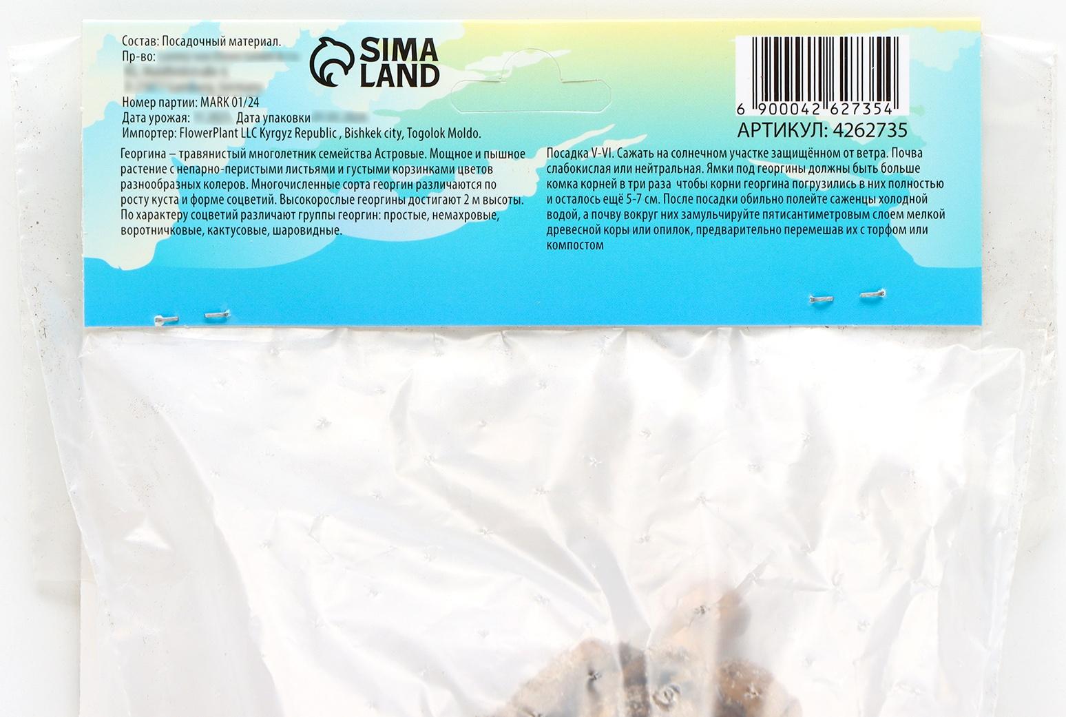 Георгина Помпонная 