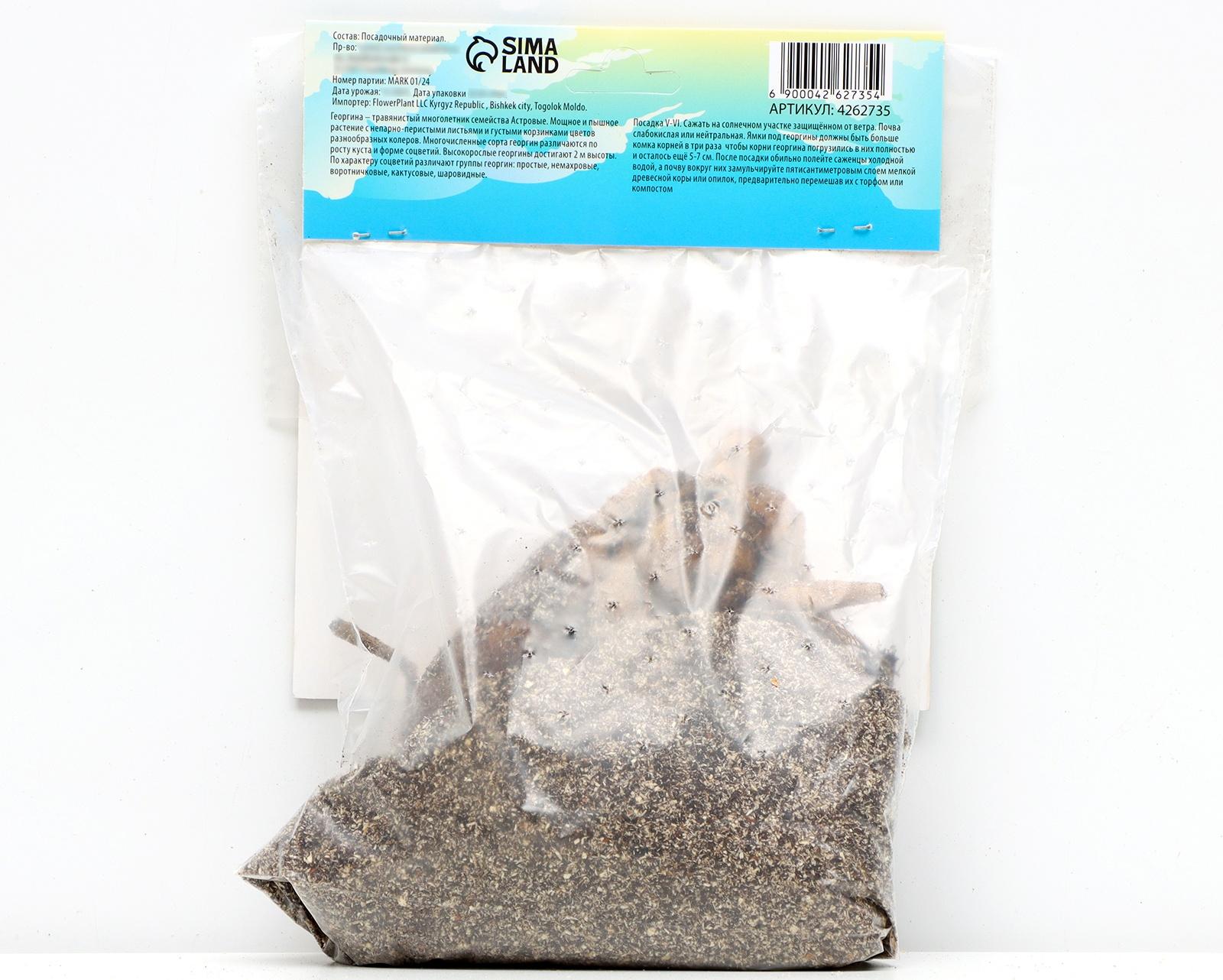 Георгина Помпонная 