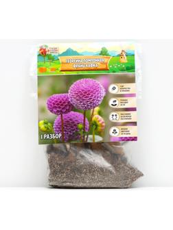 Георгина Помпонная 