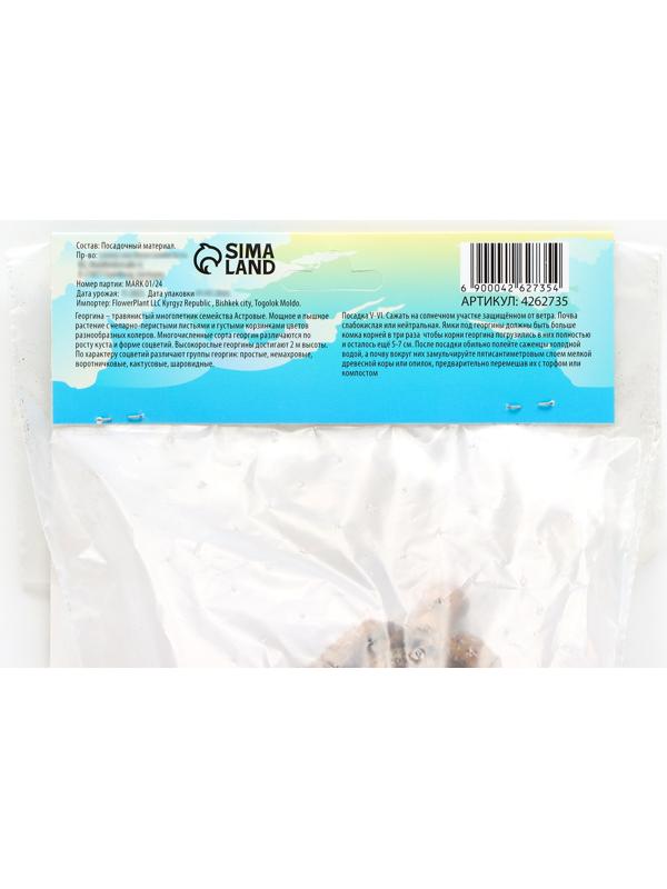 Георгина Помпонная 