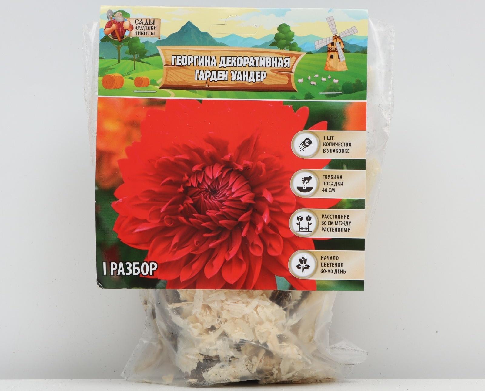 Георгина декоративная 