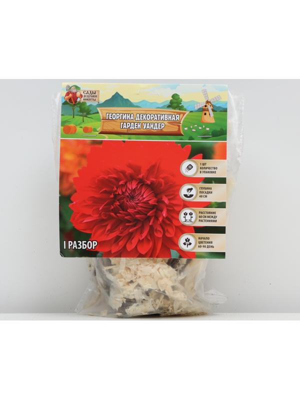 Георгина декоративная 