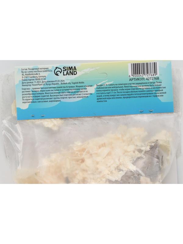 Георгина декоративная 