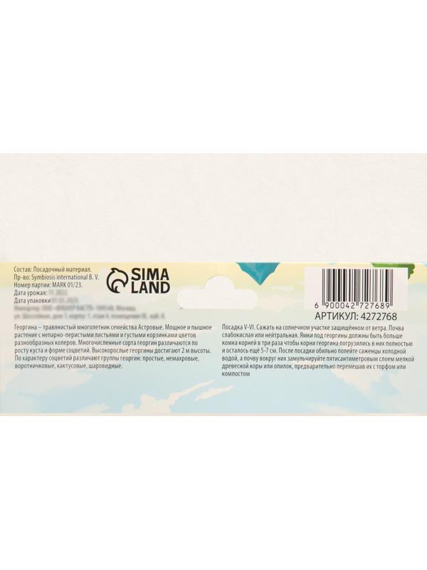 Георгина декоративная 