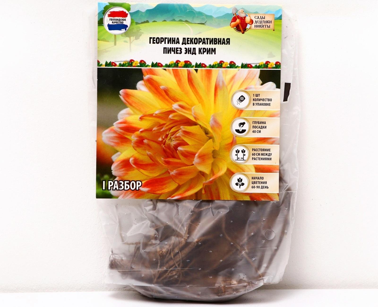 Георгина декоративная 